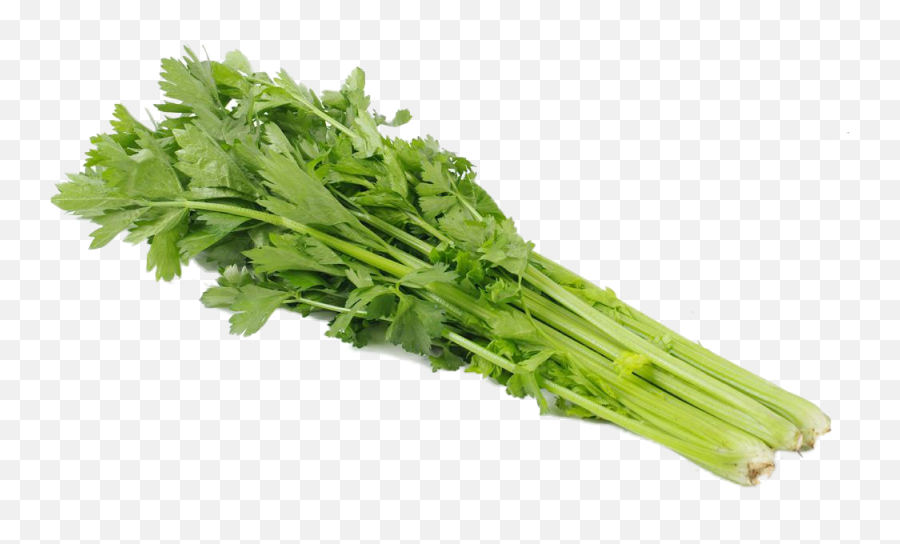 Download Celery Transparent Green - Full Size Png Celery Png Transparent,Celery Png