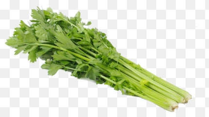 Download Celery Transparent Green - Full Size Png Celery Png Transparent,Celery Png
