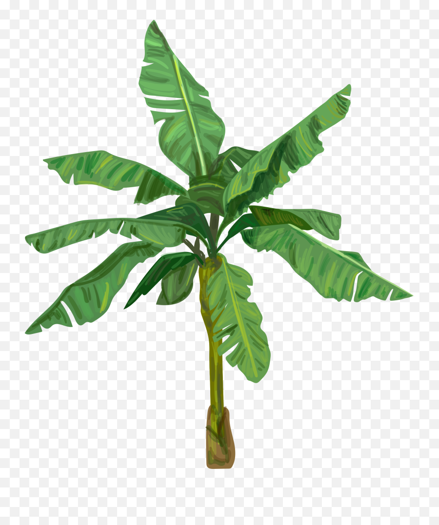 Png Banana Tree