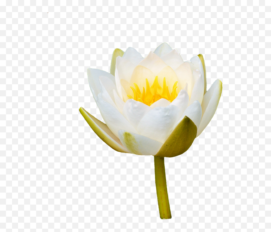 Water Lily Rose Flower - Lily Rose White Flower Png,Water Lily Png