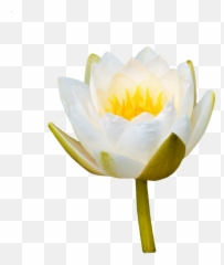 Water Lily Rose Flower - White png