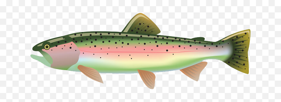 Rainbow Trout Groweatgather - Rainbow Trout No Background Png,Trout Png