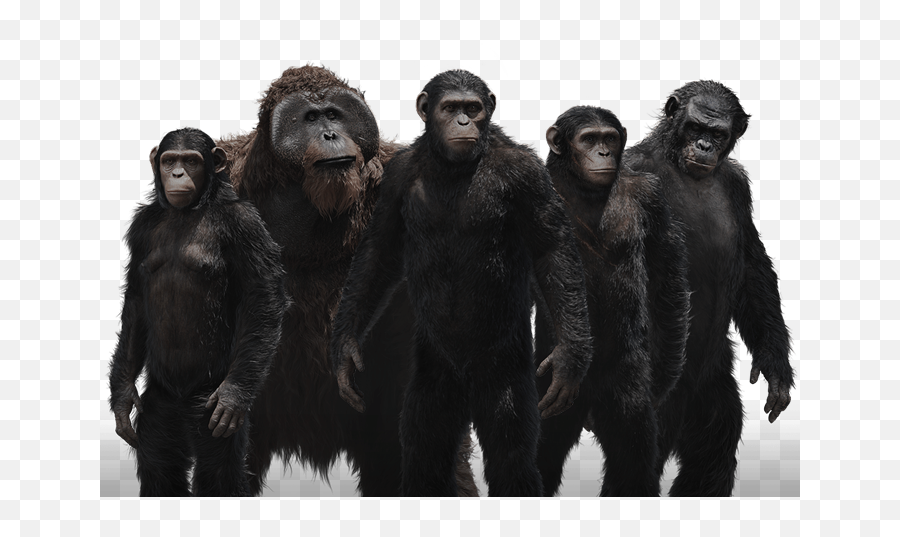 Ape terminal. Apes Рампарт. Planet of the Apes. Planet Apes лого. Ape NFT.
