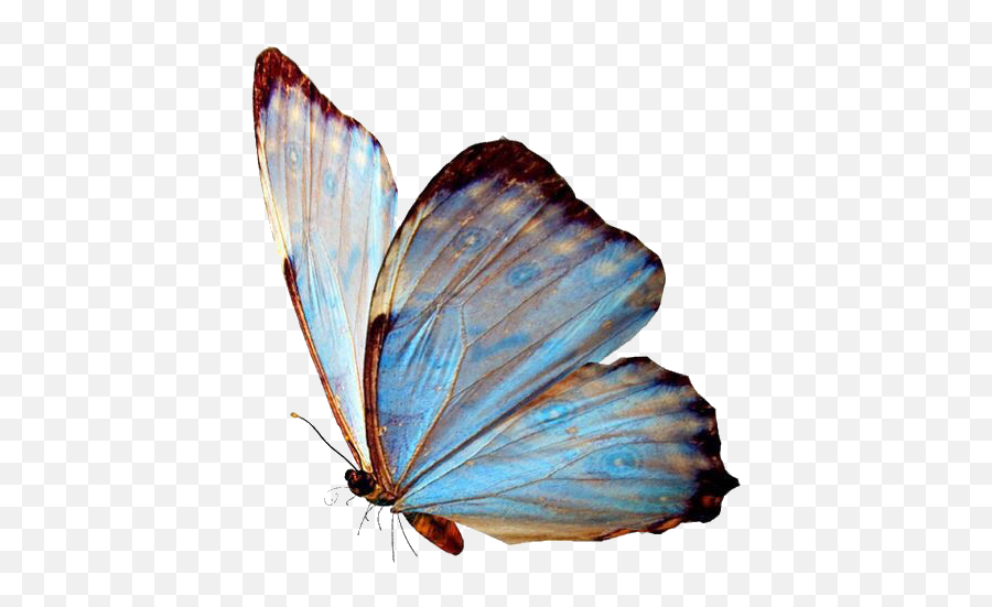 Butterfly - Blue Butterfly Aesthetic Png,Butterfly Png