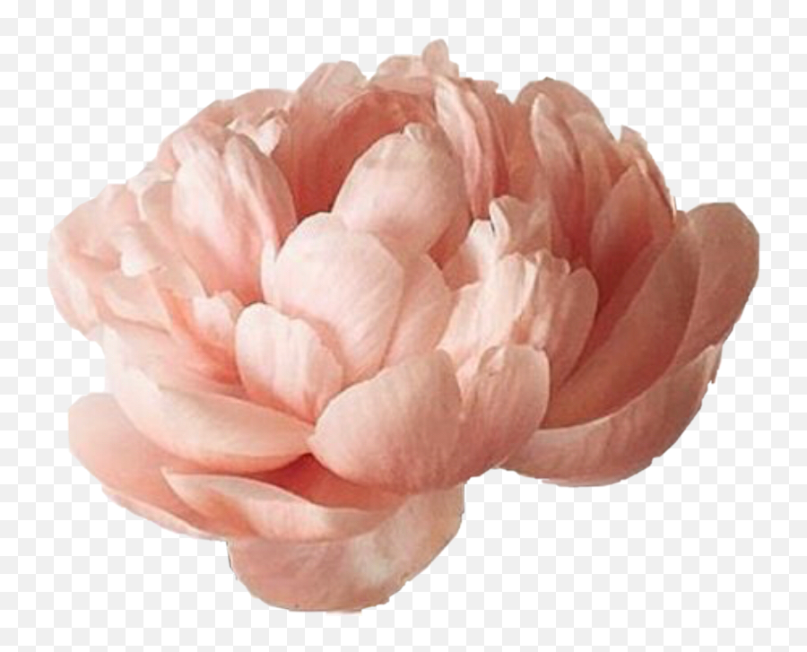 Peon Flower Png Sticker By Mikabek97 - Aesthetic Peony,Japanese Flower Png