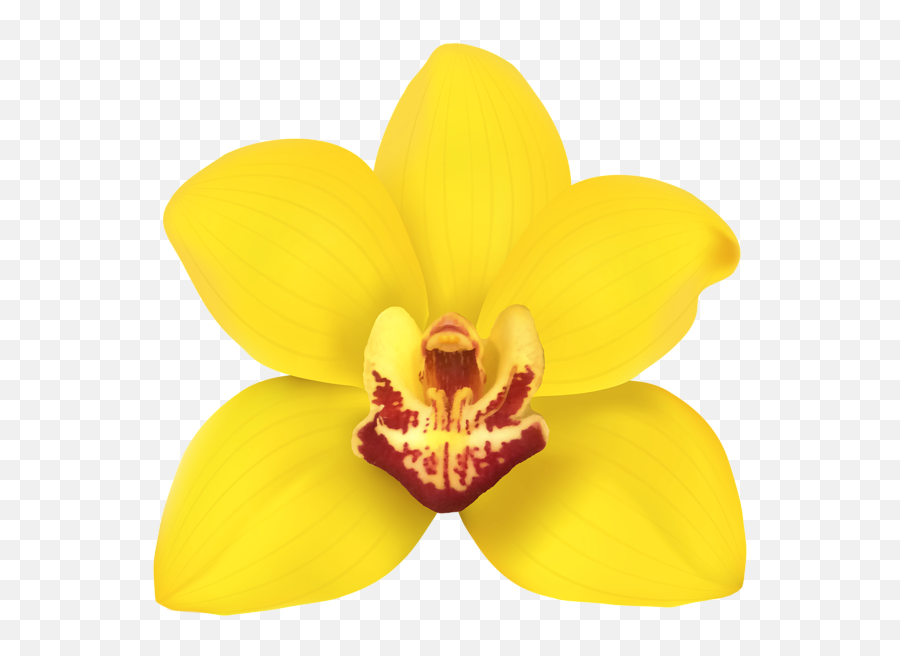 Orchids Png - Orquidea Png,Orchids Png - free transparent png images -  pngaaa.com