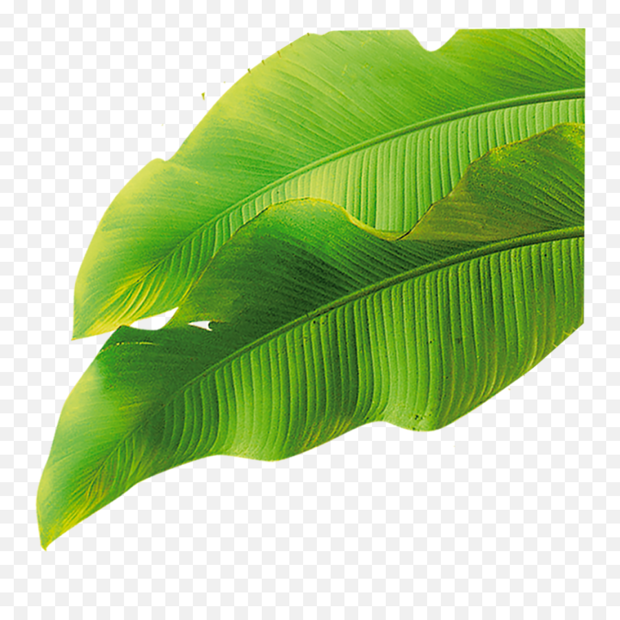 Banana Leaf Png - Transparent Banana Leaf Png,Banana Leaves Png