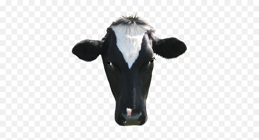 Dairy Cow Transparent Image - Cow Head Clip Art Png,Cow Transparent