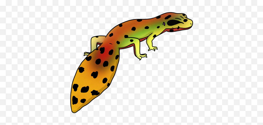 Leopard Gecko - Leopard Gecko Transparent Pg Png,Leopard Gecko Png