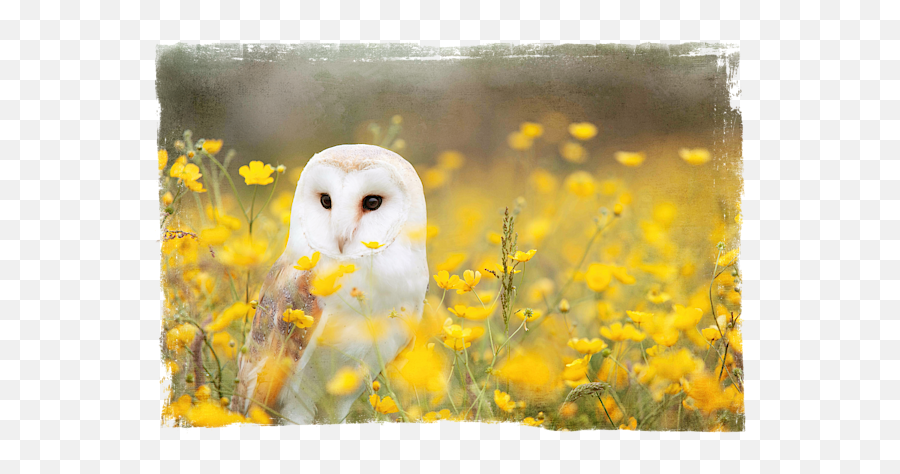 Barn Owl Adult Pull - Animal With Yellow Flower Png,Barn Owl Icon