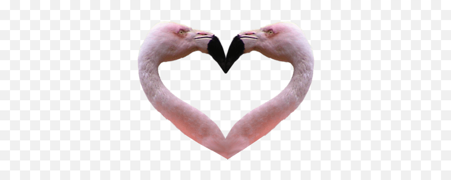 Flamingo Heart Transparent Background - Flamingo No Background Png,Heart On Transparent Background