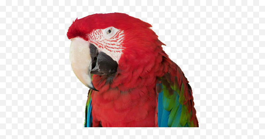 Download Exotic - Parrot Parrot Png Image With No Background Bird Face Png Parrot,Parrot Png