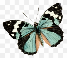Vintage Dragonfly Png U0026 Free Dragonflypng - Vintage Butterfly Png,Dragonfly Png