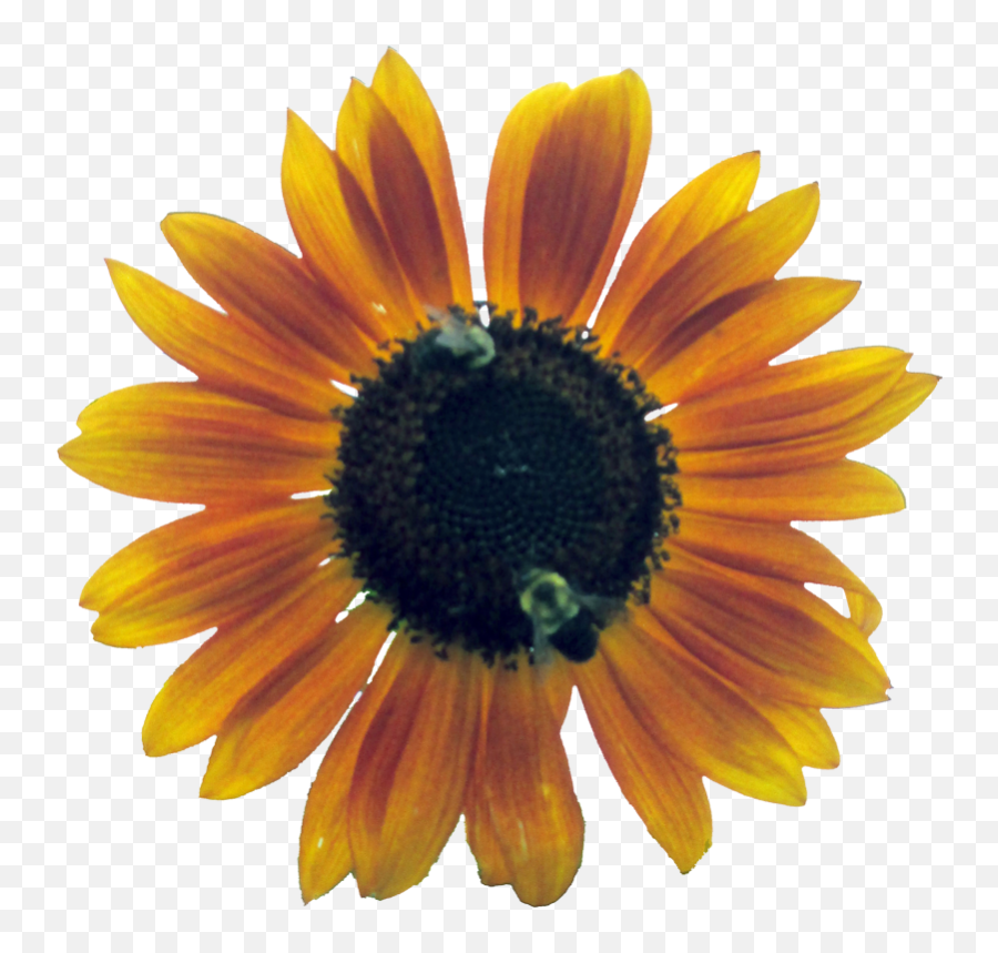 Flower Outline Png - Sunflower,Flower Outline Png
