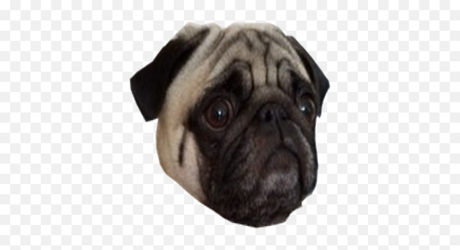 Pug Face Png 2 Image - Png,Pug Face Png