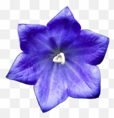 Harebell No Spirit Earth Tumblr - Sapph 1426664 Png Flores De Color Azul,Sapphire Png