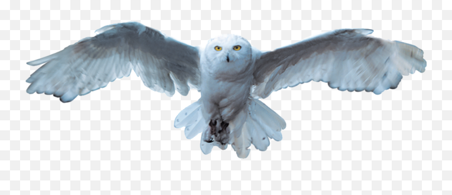 Snowy Owl Bird - Owl White Snowy Owl Png,Owl Transparent