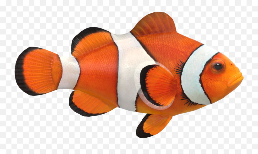 Fish Png Transparent Images Free Download - Clown Fish Png File,Fish Png Transparent