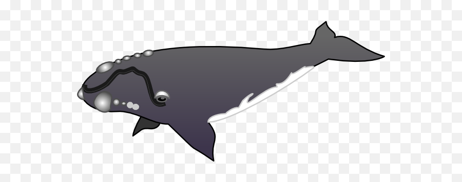 Whale Clip Art Vector Image 5 - Grey Whale Clip Art Png,Whale Clipart Png