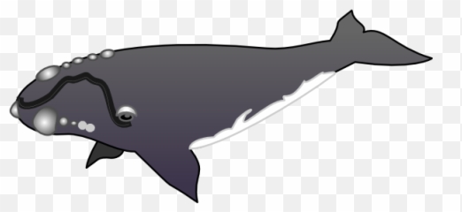Whale Clip Art Vector Image 5 - Grey Whale Clip Art Png,Whale Clipart Png