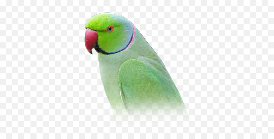 Download Indian Ring - Necked Parakeet Parrot Indian Png Png Green Indian Ringneck Transparent Background,Parakeet Png