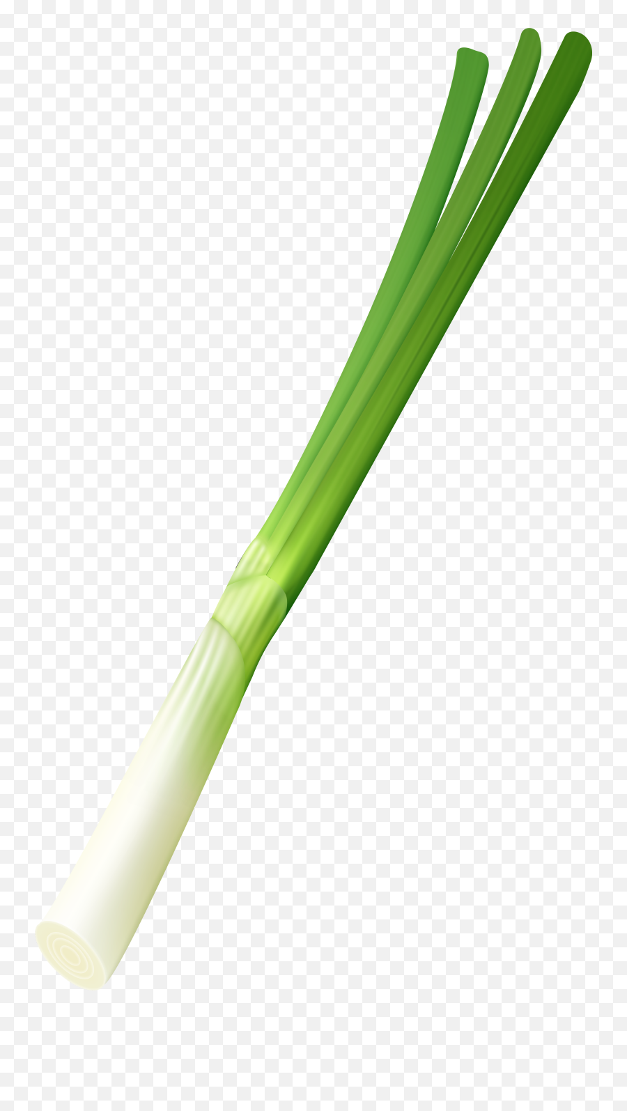 Transparent Spring Onion Clipart Png Background