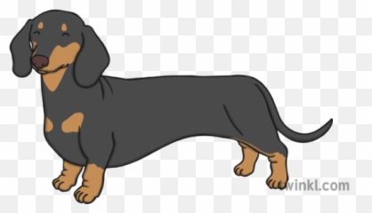 Dachshund Illustration - Dachshund Png,Dachshund Png