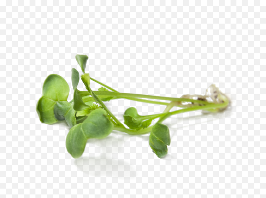 Download Radish Sprouts - Radish Sprout Png,Radish Png