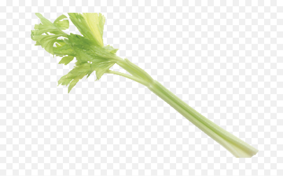 Celery Pick It Try Like Preserve - Celery Png,Celery Png