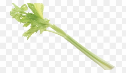 Celery Pick It Try Like Preserve - Celery Png,Celery Png