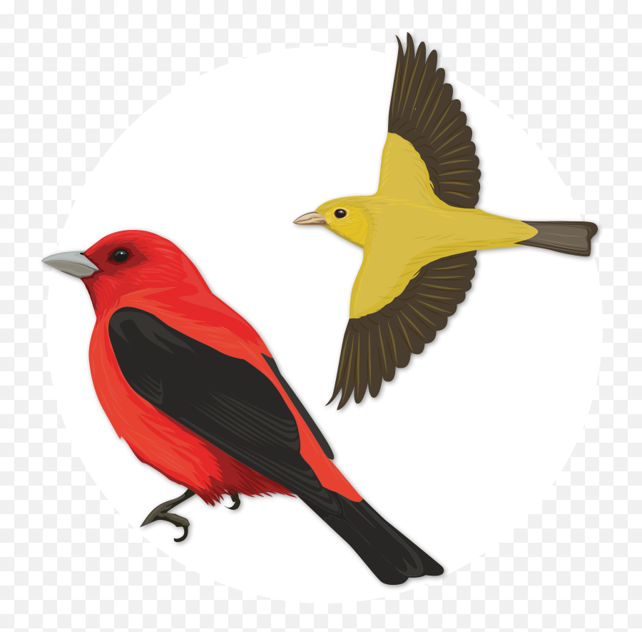 Flock Of Birds Png - Scarlet Tanager 455651 Vippng Pajaro Escarlata,Flock Of Birds Png