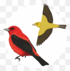 Flock Of Birds Png - Scarlet Tanager 455651 Vippng Pajaro Escarlata