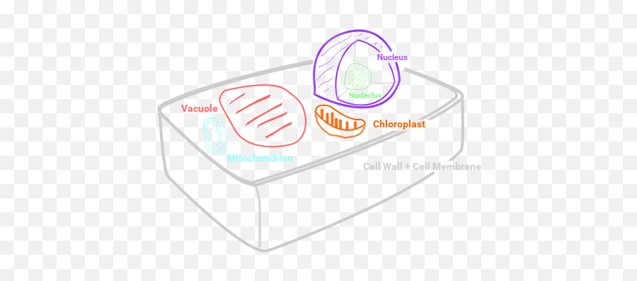 Biology Concept Map - Mitochondria Chloroplast Nucleus Cell Wall Cell Membrane Png,Mitochondria Png