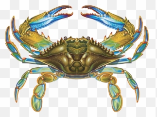 Porcelain Blue Crab Custom Mosaics - Blue Crab Cartoon Drawing Png,Crab Png