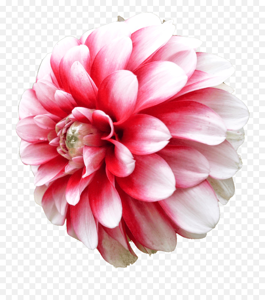 Dahlia White Pink Transparent Png - Stickpng Png Dahlia,Pink Transparent Background