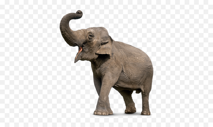 Download Elephant Free Png Transparent Image And Clipart - Elephant Png,Elephant Transparent Background