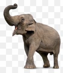 Download Elephant Free Png Transparent Image And Clipart - Elephant Png,Elephant Transparent Background