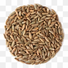 Grains Png Images Collection For Free - Beer