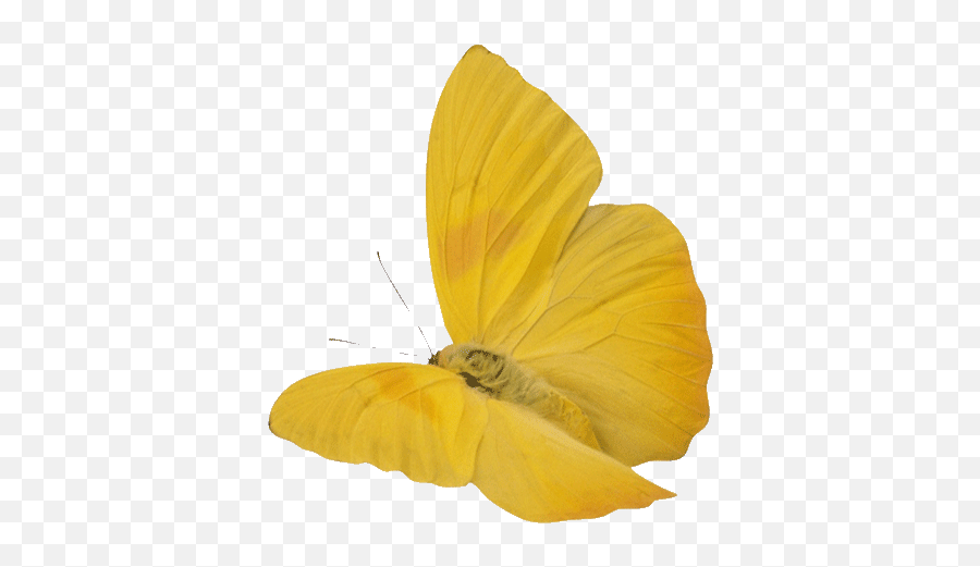Latest Project - Lowgif Yellow Butterfly Animated Gif Png,Butterfly Gif Transparent