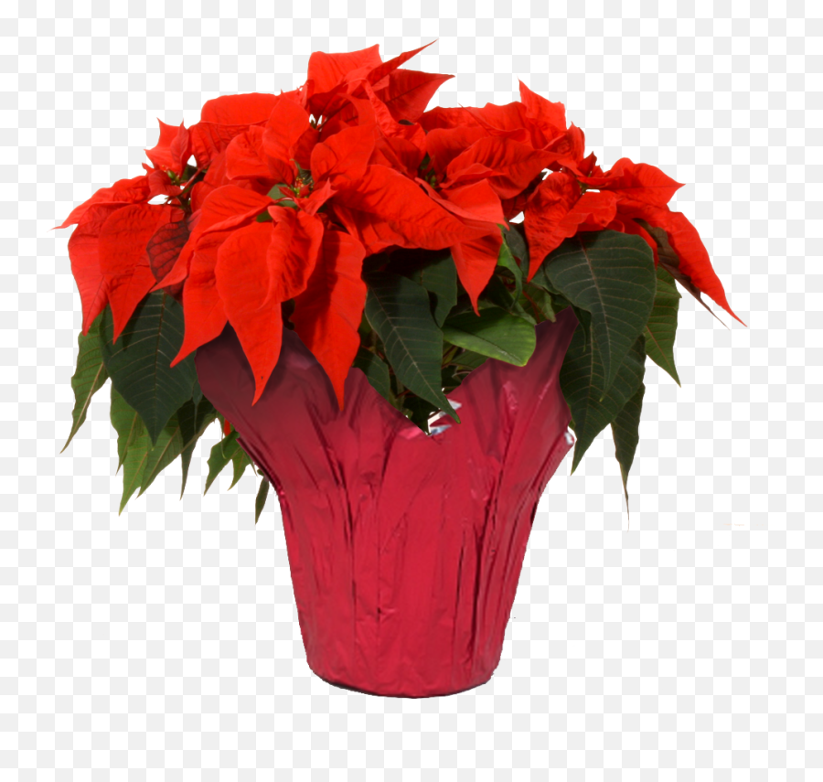 Red - Red Poinsettia Png,Poinsettia Transparent Background