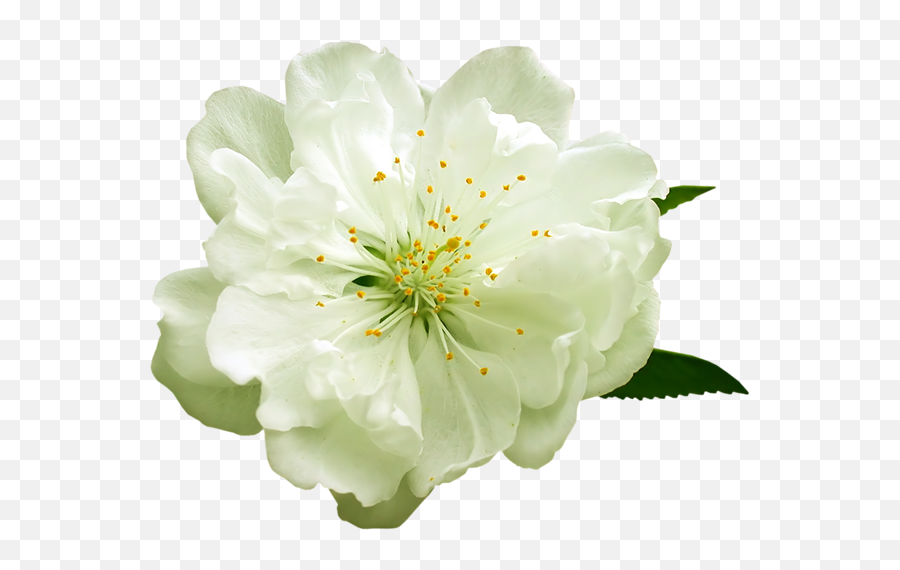 Png White Flowers Image Yellow Flower Transparent Background