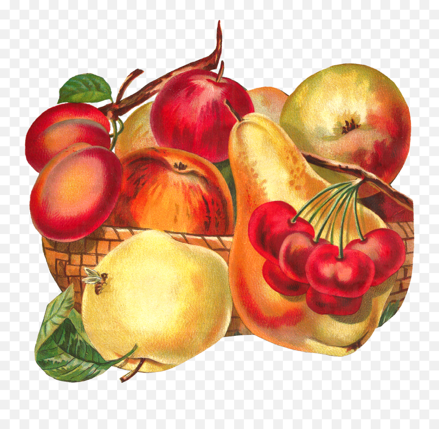 Library Of Apple Fruit Clip Stock Png Files Clipart - Vintage Fruit Basket Png,Fruit Clipart Png