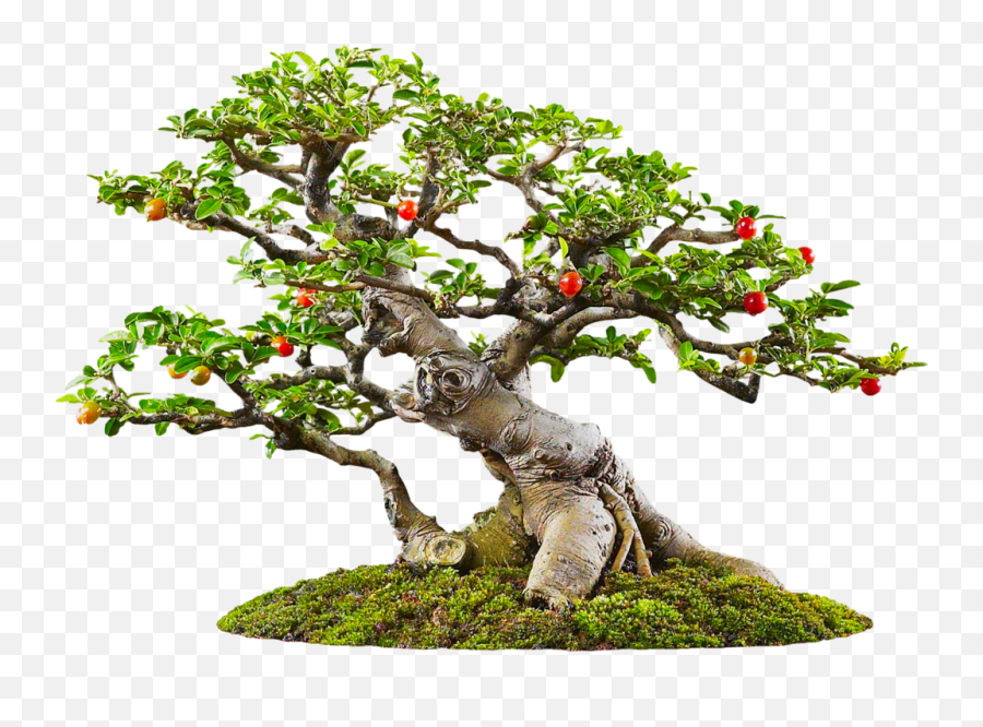 12 Png Bonsai Tree