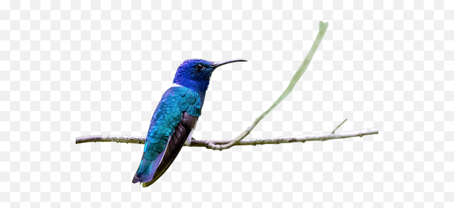 Ecuador Birdwatching Complete Birding Tour - 16 Days Private Hummingbird Png,Humming Bird Png