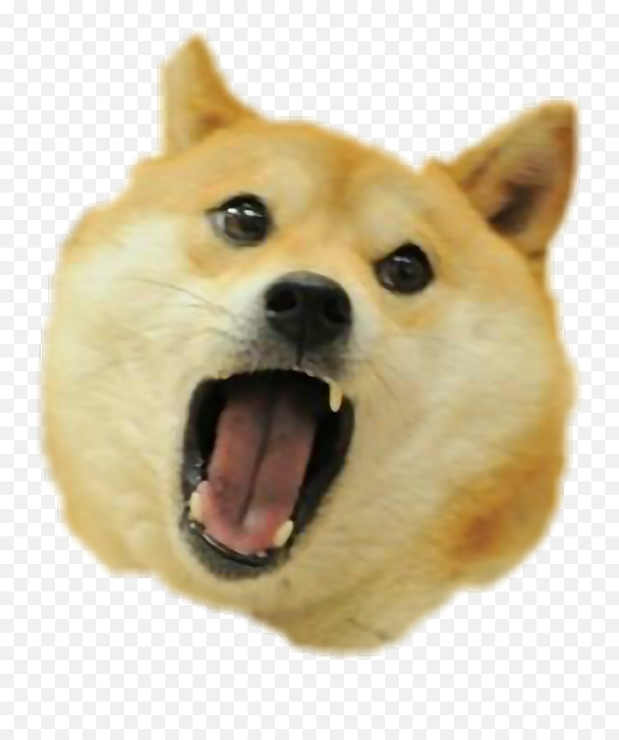 Original Doge Transparent Png Image - Doge Transparent Png,Doge Transparent Background