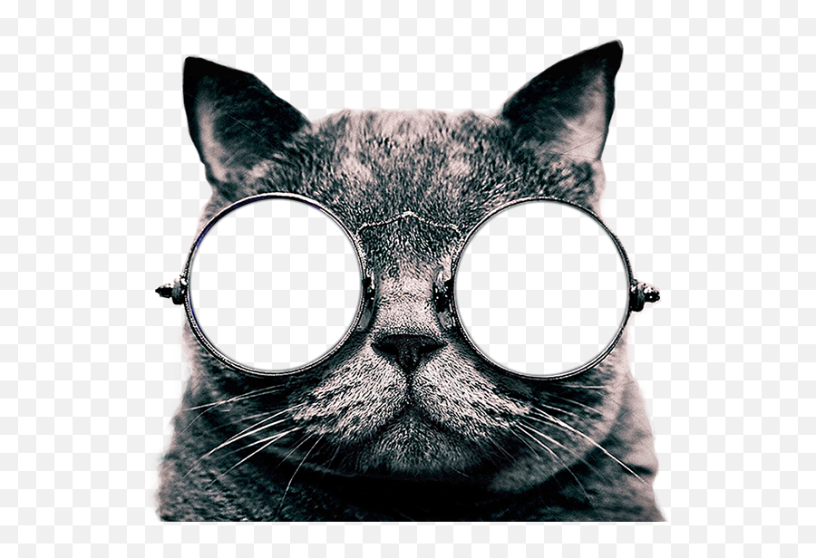 Cat Sticker - Transparent Cat With Glasses Png,Cute Cat Png