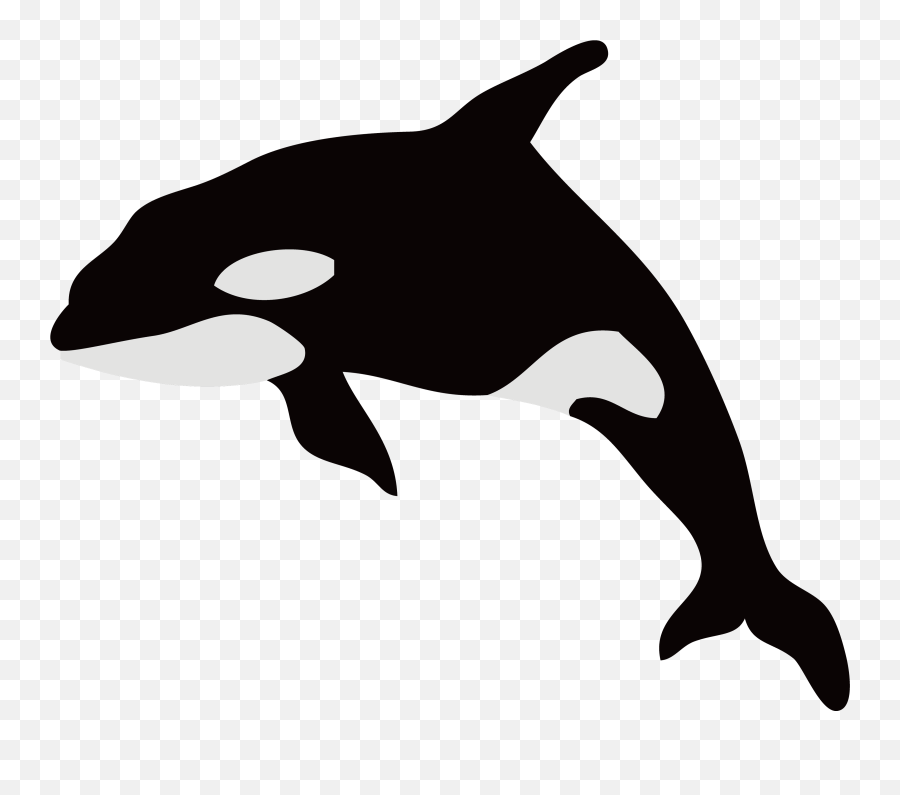Dolphin Killer Whale Illustration Whales Silhouette - Black Transparent Killer Whale Silhouette Png,Orca Png