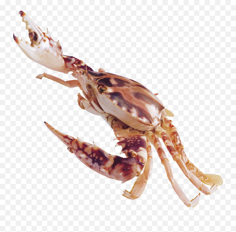 Crab Png - Crustaceans Png,Crab Transparent Background