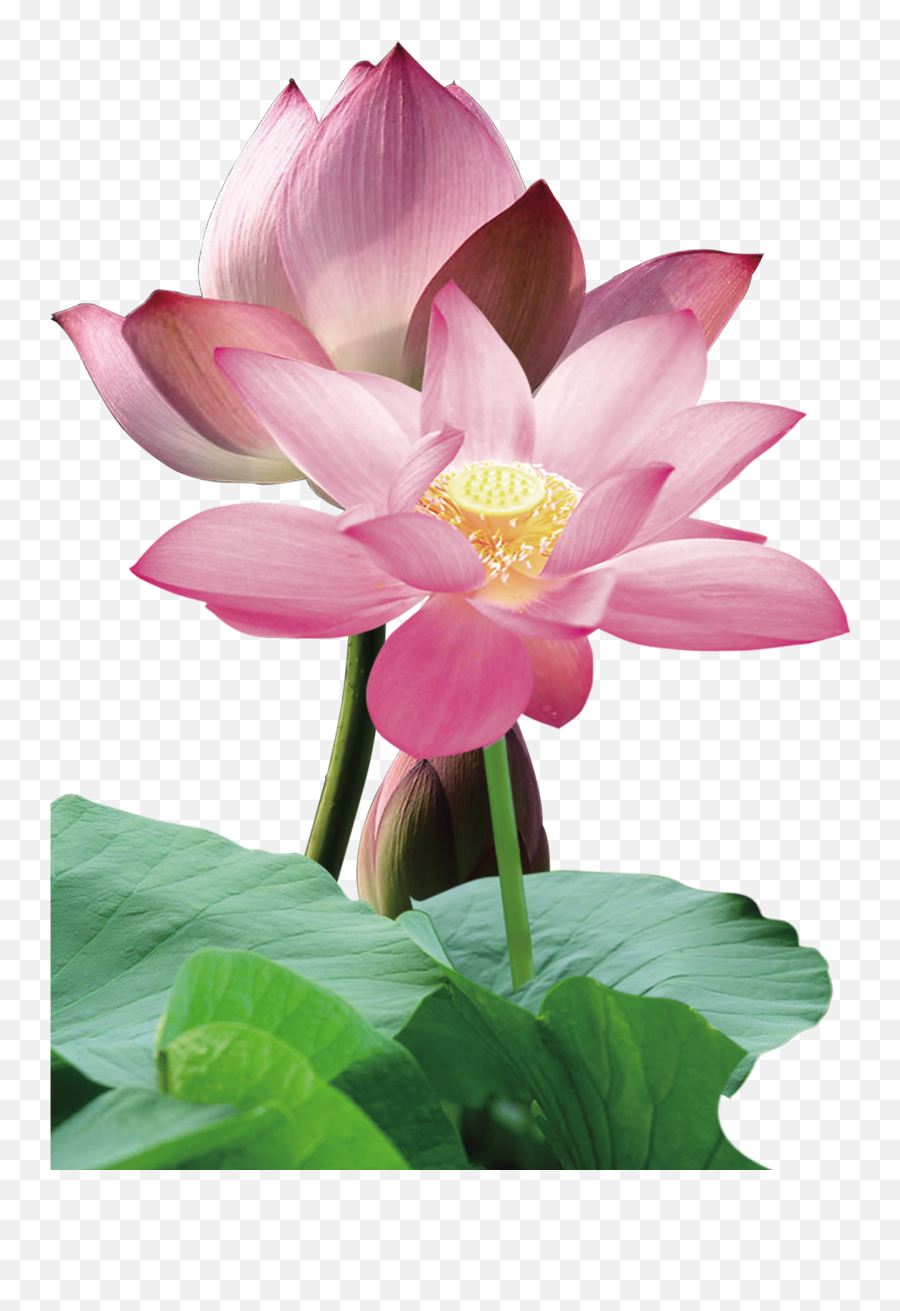 Nelumbo Nucifera Red Leaf - Pink Lotus Png Full Size Png Lotus Png,Lotus Png