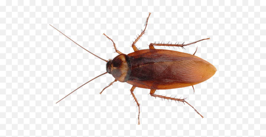 Missouri Roaches And Treatments - Cockroach Png,Roach Png
